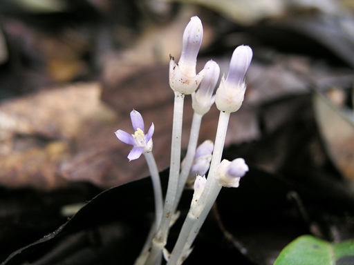 ม่วงดิน Cotylanthera caerulea Lace<br/>GENTIANACEAE